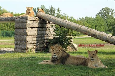 African Lion Safari - Conservation Centers for Species Survival