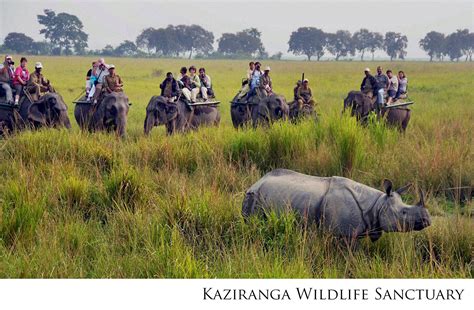 (24) Kaziranga Wildlife Sanctuary / (25) Manas Wild Life Sanctuary / (26) Sundarbans National Park