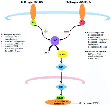 D 1 and D 2 Receptor Pathways-D 1 and D 2 receptors are G-protein ...