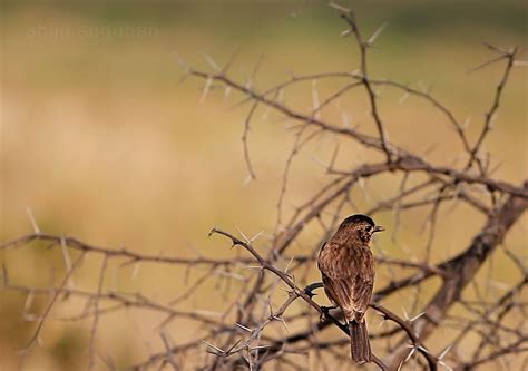 Cranium Bolts: Birds at Hesaraghatta lake