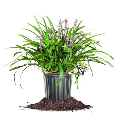 Royal Purple Liriope Plants, Bulbs & Seeds at Lowes.com