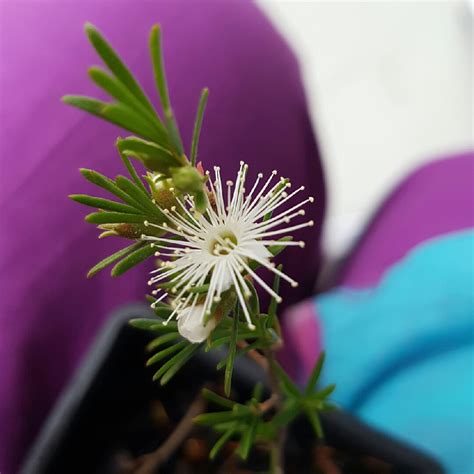 Kunzea ambigua, Tick Bush in GardenTags plant encyclopedia