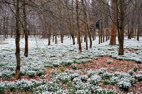 "Snowdrop Woods, Welford Park,Berkshire" by Paul Hilton at ...