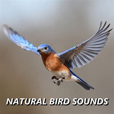 Amazon.com: Natural Bird Sounds : Bird Sounds: Digital Music