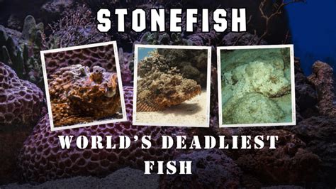 What Is a Stonefish? 10 Shocking Facts About the World’s Deadliest Fish - primalwildlife.com