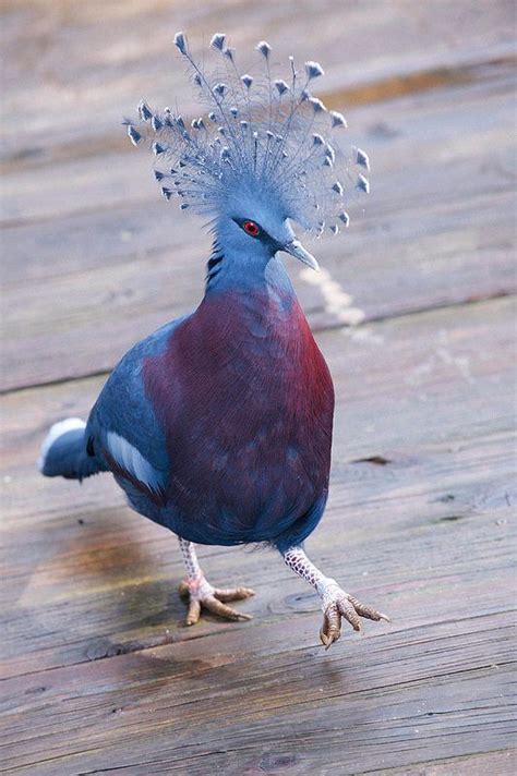 Victoria Crowned Pigeon. | Pet birds, Beautiful birds, Nature birds