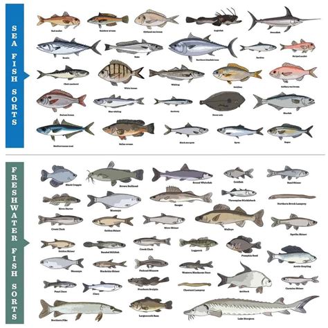 41 Types of Fish (Most Popular Saltwater and Freshwater Fish) – Nayturr