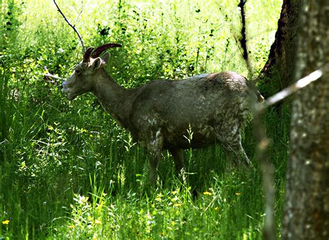 Wyoming Wildlife and Landscape Photography on Behance