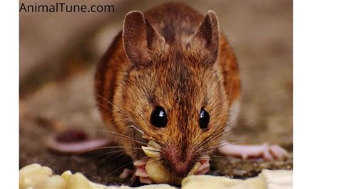 10 Best Mouse Food Review & Buying Guide 2023 - AnimalTune