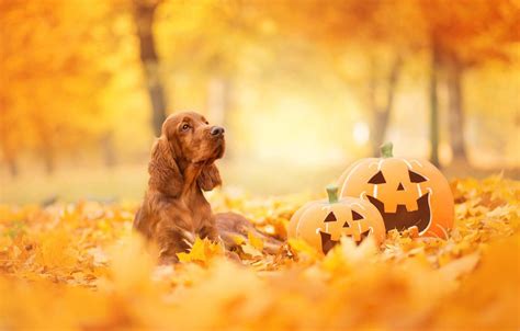 Halloween Puppy Wallpapers - Wallpaper Cave