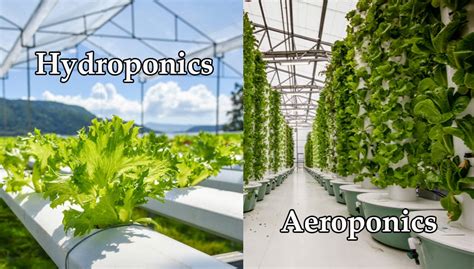 Hydroponics vs. Aeroponics: Which System is Better?