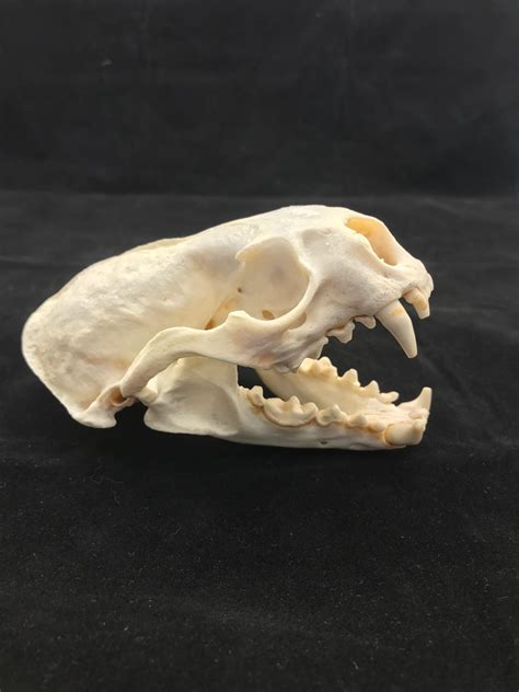 Otter Skull, real bone, available for purchase at natur.