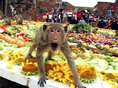 These Monkeys Had a Better Thanksgiving Than You - Condé Nast Traveler