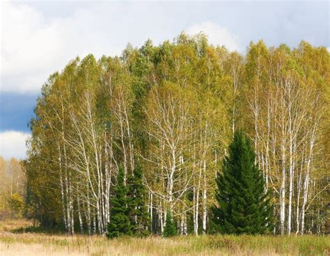 Autumn forest scene stock photo. Image of country, scene - 11536576