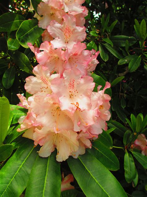 Rhododendrons were spectacular and such vivid color. | Butchart gardens ...