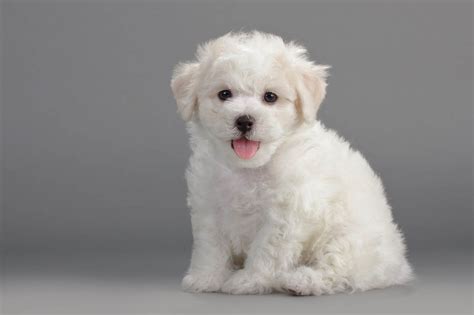 Our Bouncing & Bold Bichon Frise Puppies - Furry Babies