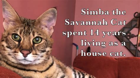 Talking Savannah Cat - YouTube