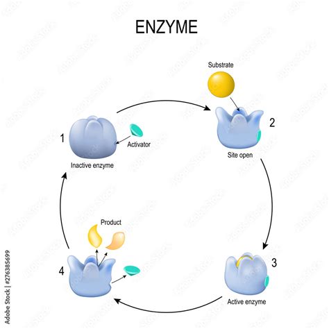 Enzyme. Process of activation. Activator, substrate, product, enzyme-product complex and enzyme ...