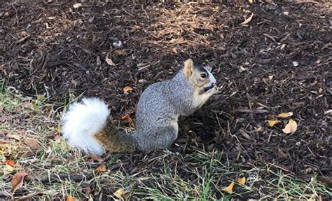 University of Houston's Beloved White-Tailed Squirrel Has Passed Away