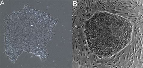 Pluripotent Stem Cells Morphology - Labster