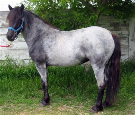 Newfoundland Pony Info, Origin, History, Pictures