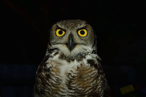 close-up photo, brown, white, barn owl, owl, raptor, eyes, yellow ...