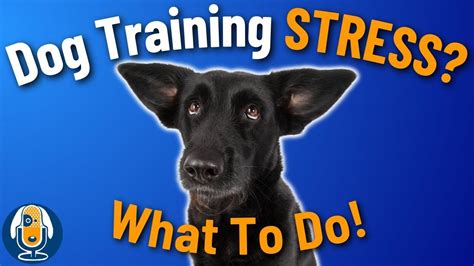 Reduce Your Dog's Stress And Anxiety In Training #167 #podcast - YouTube