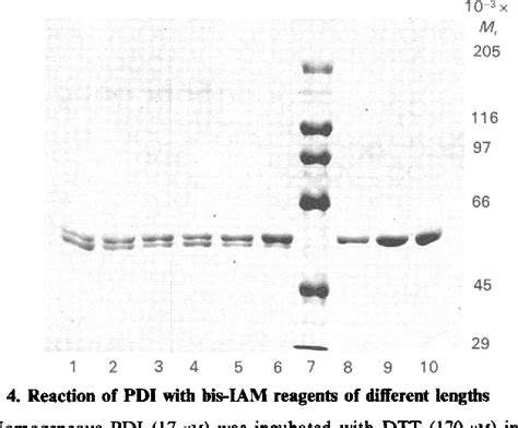 Redox properties and cross-linking of the dithiol/disulphide active sites of mammalian protein ...