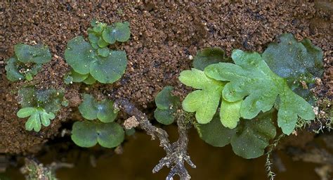 Curious Kids: Why are fern leaves shaped the way they are, and are all ferns identical?