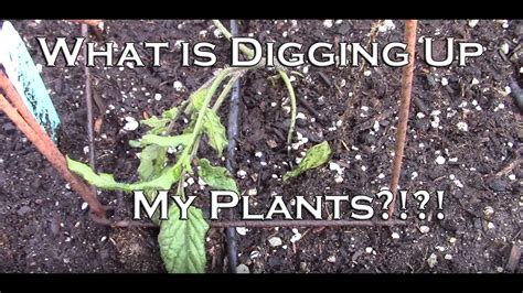 What's Digging Up My Garden? (Hint: it's for the Grubs) - YouTube