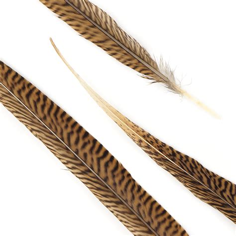 Natural Tail Feathers - Long Golden Pheasant 18-20 - Natural Color ...