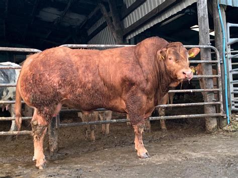 Pedigree Limousin Breeding Bull Livestock Sales- Willie Paterson Livestock