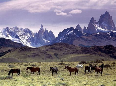 Steppe, mongolia, mountains, animals, horses, wild horses, HD wallpaper | Peakpx