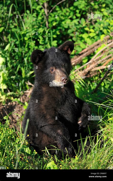 Montana black bear cub hi-res stock photography and images - Alamy