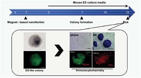 Schematic representation of generation of iPS cells from MEF and ...