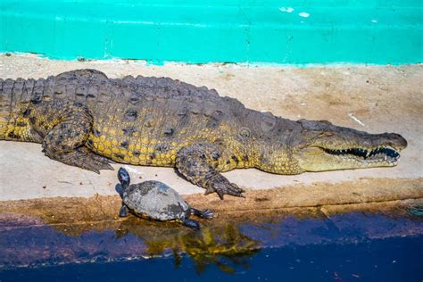 A Large American Crocodile in Orlando, Florida Editorial Photography - Image of aquatic ...