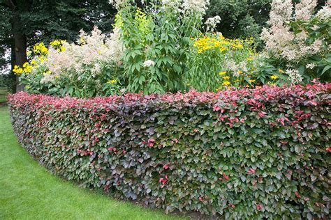 Fagus Sylvatica Atropurpurea (Purple Beech) Hedges