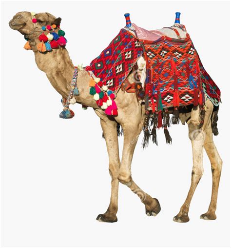 Camel Transparent Rajasthani - Camels Saddle, HD Png Download ...