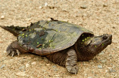 Even snapping turtles enjoy the Coastal Maine Botanical Gardens ...