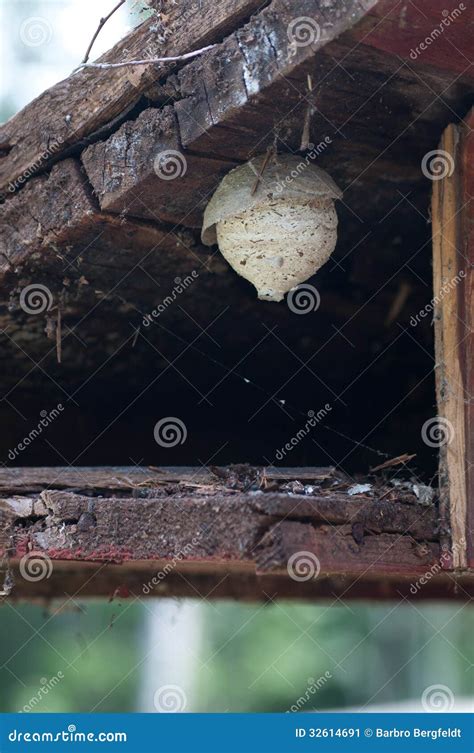 Wasp s Nest stock image. Image of nest, roof, ceiling - 32614691