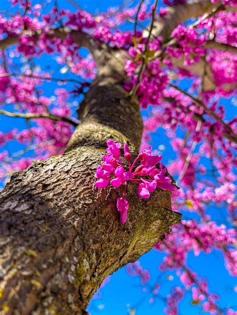 Redbud Tree Seeds to Grow 25 Seeds Early Blooming Pink | Etsy