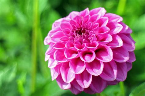 1600x900 wallpaper | pink dahlia | Peakpx