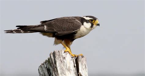 Aplomado Falcon Overview, All About Birds, Cornell Lab of Ornithology