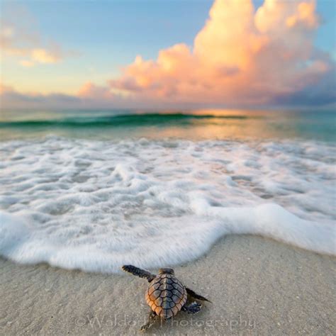 Baby Loggerhead Sea Turtle on the Emerald Coast of Florida | Fine Art Photography on Canvas ...