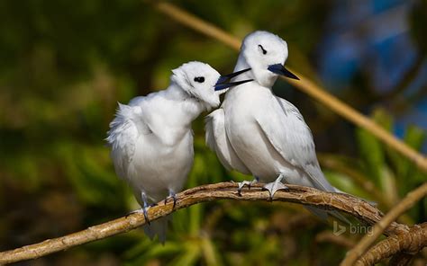 HD wallpaper: Lovely bird-Bing wallpaper, two white passerine birds ...