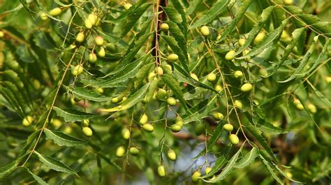 30PCS Neem Tree Fresh Seeds Nimtree Azadirachta indica Lilac | Etsy