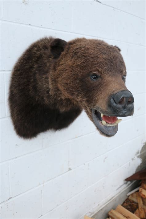 Grizzly Bear Head Mount – P&D International Furtraders