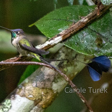 Marvelous Spatuletail | Hummingbird Facts Information | Hummingbird Feeder | Bird Photography