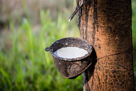 Rubber Cultivation Business Idea: Tips & Techniques for Building a Successful Rubber Business