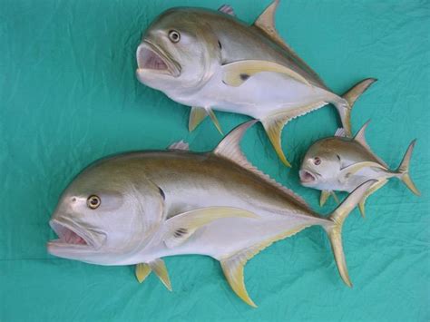 Crevalle Jack Mounts | New Wave Taxidermy